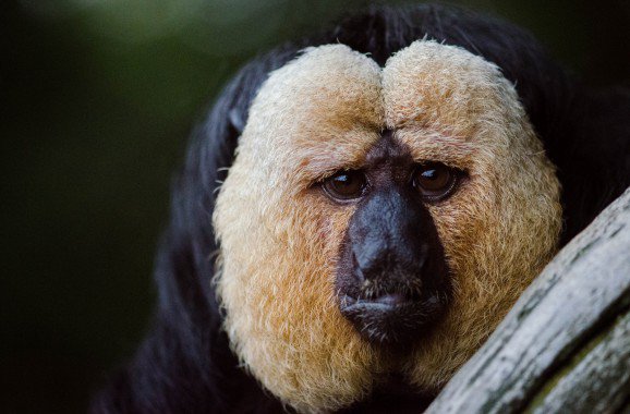 雲丹亀卓人 Pa Twitter これ シロガオサキ っていう南米に生息する珍しい猿なんだけど ずっと見てたらえもいわれぬ不安感に襲われるのは何なんだ そもそもずっと見てる俺は何なんだって話だけど