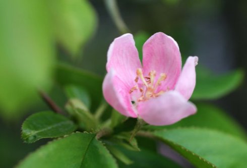 切ない花言葉 No Twitter カリン 淡い紅色に染まった花の美しさから 豊麗 という花言葉を持つ もう一つの花言葉は 唯一の恋 切ない花言葉 No Twitter カリン 淡い紅色に染まった花の美しさから 豊麗 という花言葉を持つ もう一つの花言葉は 唯一の恋
