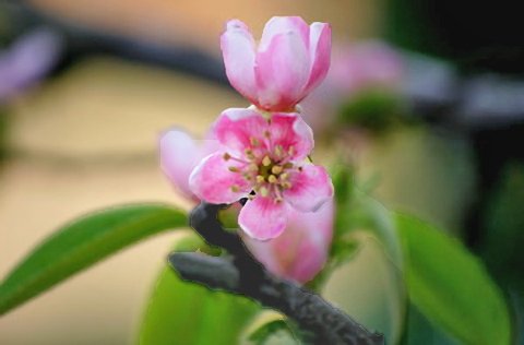 切ない花言葉 カリン 淡い紅色に染まった花の美しさから 豊麗 という花言葉を持つ もう一つの花言葉は 唯一の恋