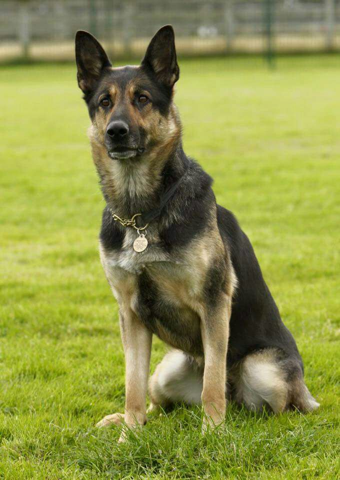 Mersey Police Dogs tweet media
