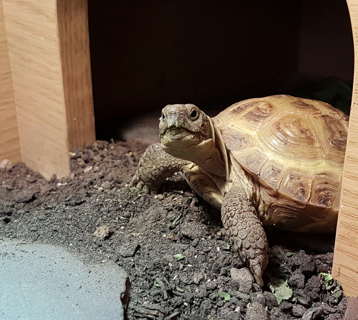 tortoise_tim's tweet photo. Morning 🐢🌍...

Looks like another beautiful day....

#tortoiselife 
#timtortoise 
#SunsOutGunsOut https://t.co/ObUPThJjS9