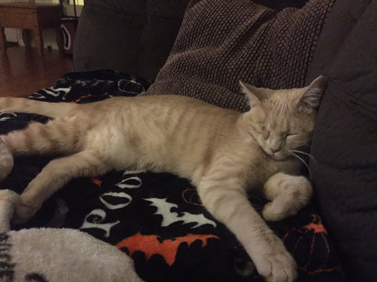 BuffyOneEyedCat's tweet photo. Goodnight https://t.co/D3huhHwCMk