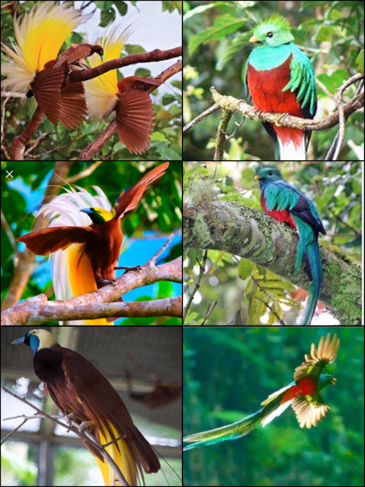 Chihillow んーと 左がパプアニューギニアの この鳥さん フウチョウ で 右がグアテマラの この鳥さん ケツァール ジンバブエの鳥さんは なんだろ キリバス カモメかと思ったし 国旗は覚えた あとは意味と歴史っ 首都わかんない Chihillow んーと 左がパプアニューギニアの この鳥さん フウチョウ で 右がグアテマラの この鳥さん ケツァール ジンバブエの鳥さんは なんだろ キリバス カモメかと思ったし 国旗は覚えた あとは意味と歴史っ 首都わかんない