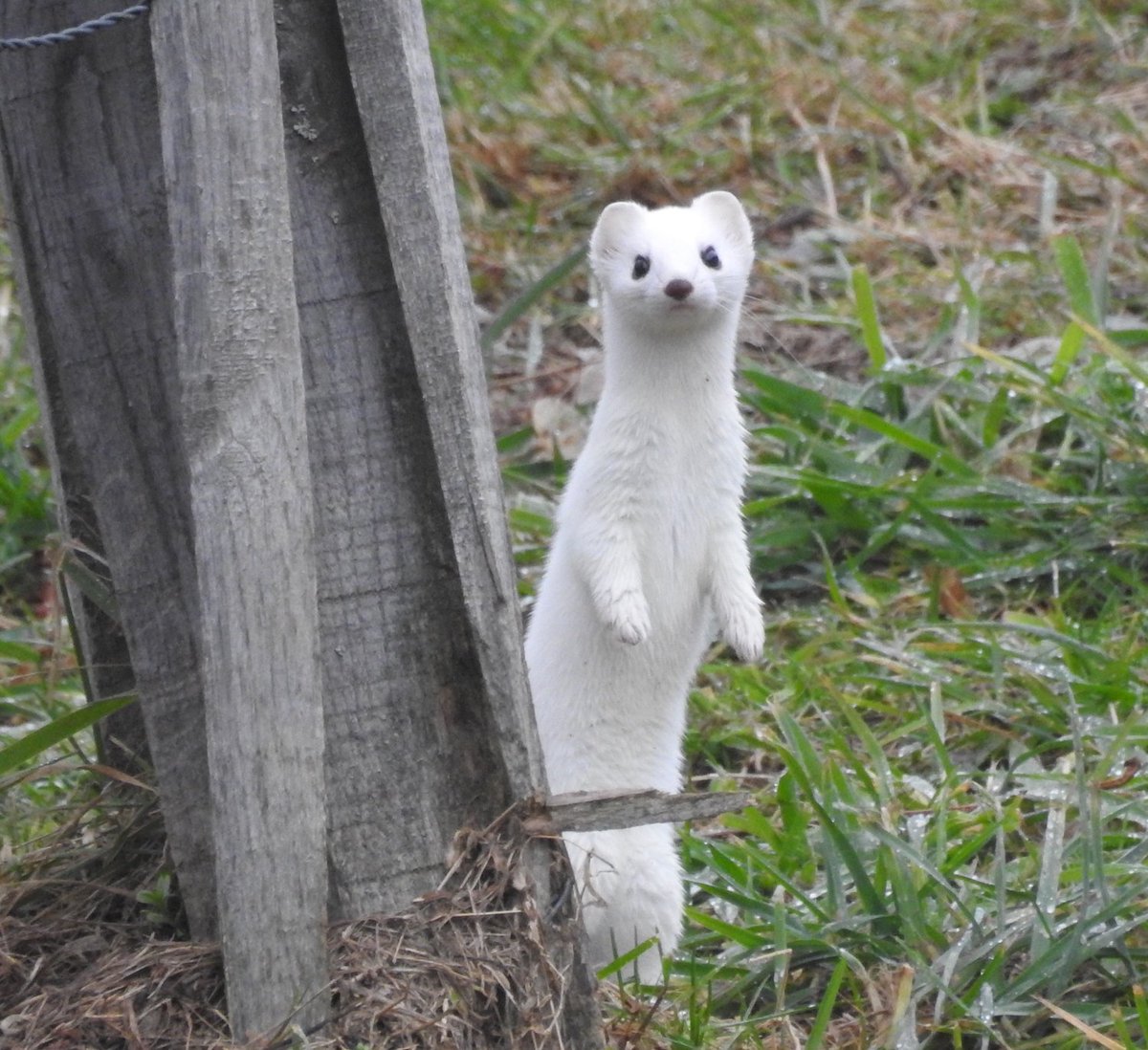 chaletblackbird's tweet photo. Stoat (Mustela erminea) this morning near #chaletblackbird in #megeve #wildlife #stoat Will soon lose her white fur for brown new one !! https://t.co/aQt3KO9PVB