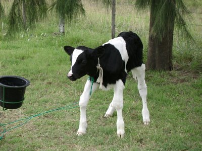 Una vaca da a luz a un ternero con una cabeza y cuatro patas en Begonte