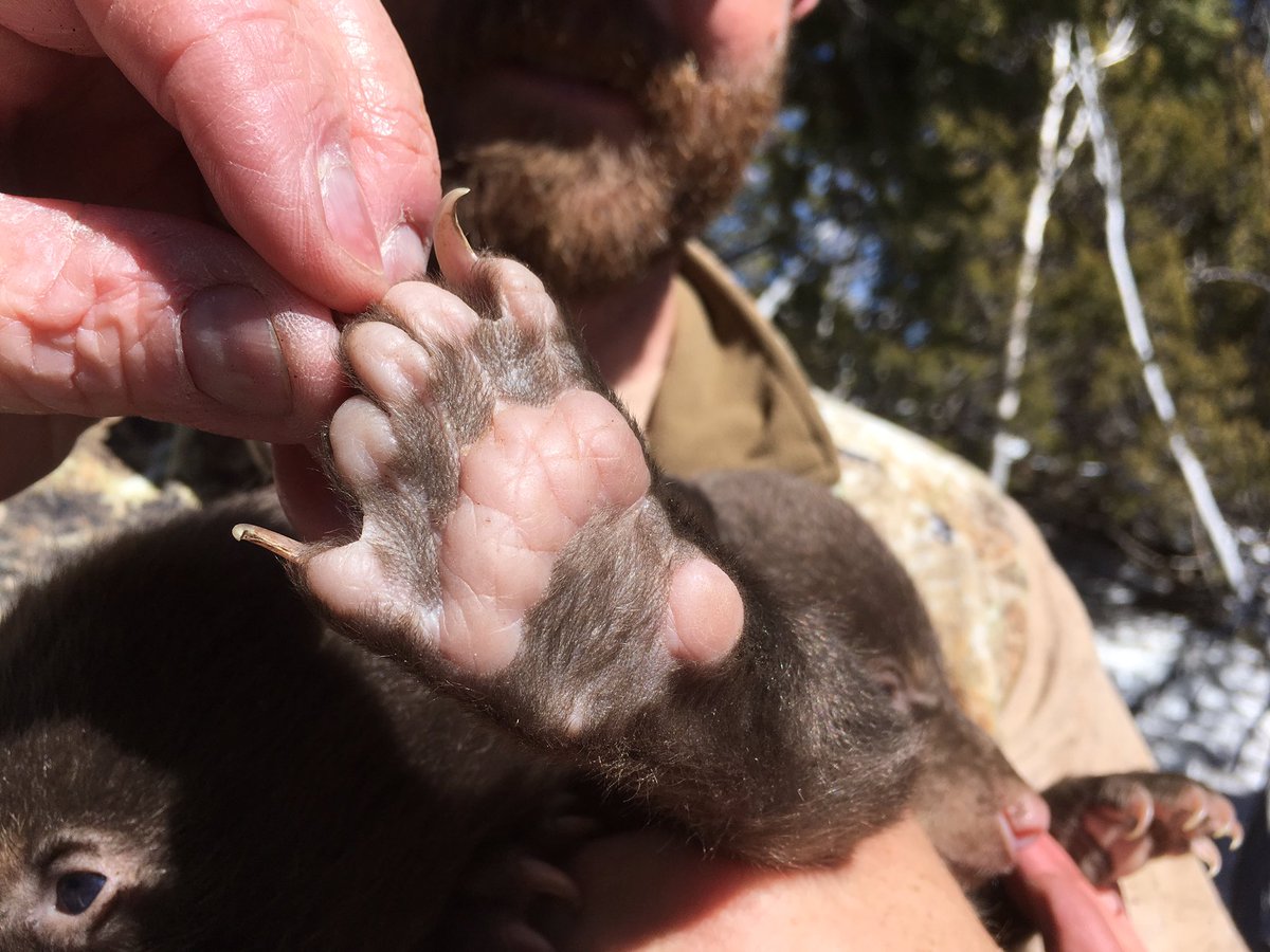 ExtremeHuntres1's tweet photo. It just doesn't get any cuter! https://t.co/A6wkCur5Pm