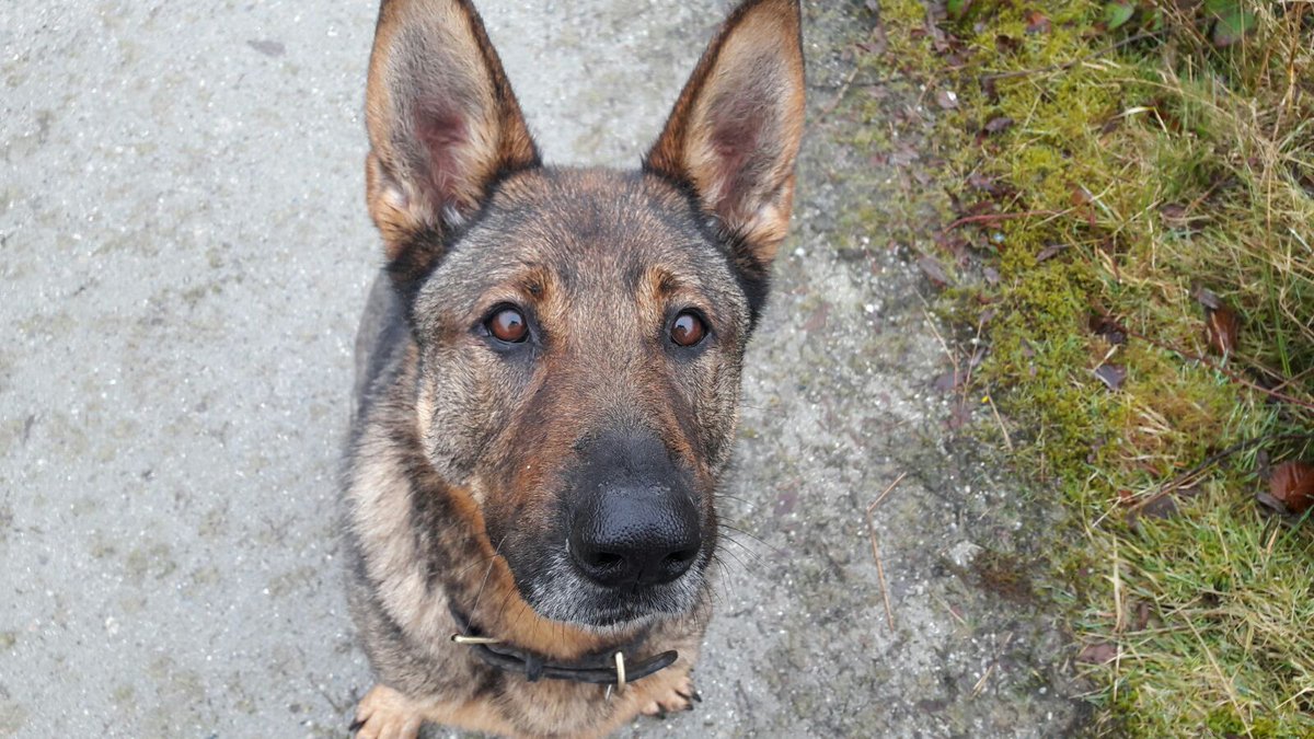 CornwallDogs's tweet photo. PD Bess located a high risk misper in woodland following lengthy searches with helicopter, search teams and CRG. https://t.co/mnV5bz4lgq