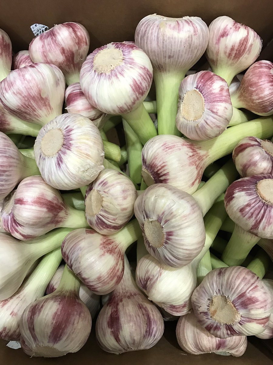Stunning wet purple #garlic from #rungis @oakleafeuropean