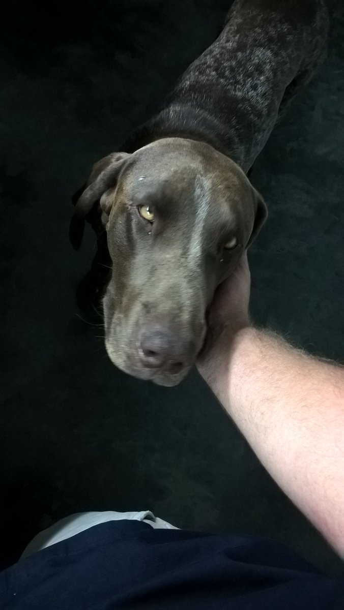 sous667's tweet photo. Perks of working with farmers: You get to meet the animals. #Jasper is his name https://t.co/XMRX8hp8ty