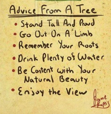 Hamptons_StJW's tweet photo. #wednesdaywisdom  #TreeAdvice Certainly advice we all need to follow.. https://t.co/uIWhTBlXPT