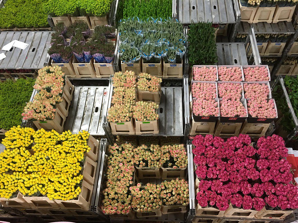 Read our new blog post about Flower export in Belgium here: flowercompanies.com/blog/flower-ex…
#flowers #plants #flowercompanies #blog #flowerblog