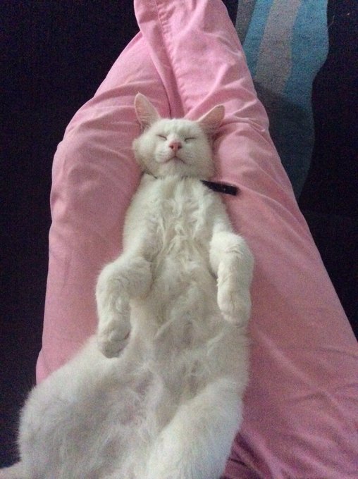 #hairybaby #catto https://t.co/cpySwlN0Sa<a href="/tag/hairybaby"class="tags">#hairybaby</a><a href="/tag/catto"class="tags">#catto</a>