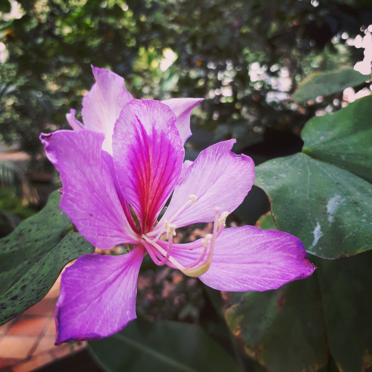 AAJBHC's tweet photo. #Flor de #bahuinia en #arganzuela #madrid #invernaderodecristal #palaciodecristal #iambotanic #botanical #botanicalgarden #flores #BOTANIST https://t.co/nG0WHjEt40