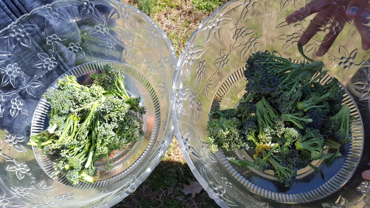 kmroseberry's tweet photo. Chopping broccoli in our school garden #FisherFlamingos #WeAreRPS https://t.co/QoYlJL5bc9