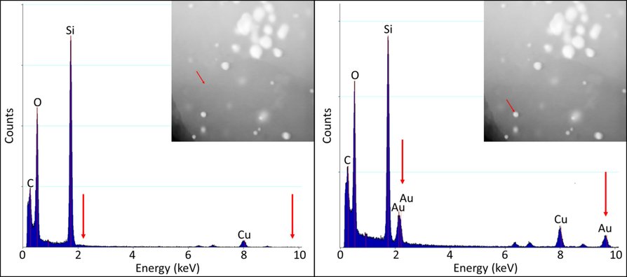 ChemCatChem's tweet photo. SiliaCatAu for solvent-free alcohol oxidation with O2 #Cnr @helionomics @Giovanni_Masdar @MasdarInst @SiliCycle_Inc https://t.co/rCWmTPdR8Y https://t.co/sadBPQnM9R