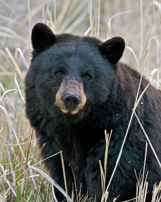 Curator's coffee coming up! Come see us and learn all about the language of bears! Details here: ow.ly/ejED309TC3W