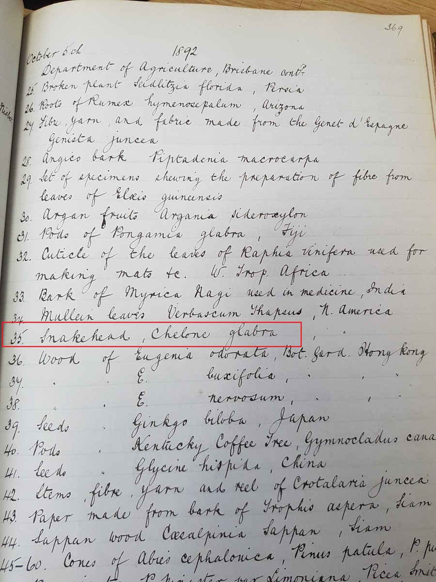PlantHums_UK's tweet image. Kew sent samples of #Chelone glabra to Brisbane in 1892 – our
exit book calls it ‘snakehead’ - it’s more commonly known as ‘turtlehead’