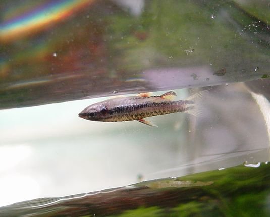 rhinogobius_to's tweet photo. 苦節7ヶ月。去年の8月からずっと欲しかったのに入荷がなかった #マジナータスペンシル ( #Nannostomus #marginatus )をついにゲット！！ 5匹買いましたが袋から取り出す際に1匹飛び出して2分ぐらい気付かず瀕死の状態です。ごめんよ～m(_ _)m https://t.co/9CrWdiQlkq