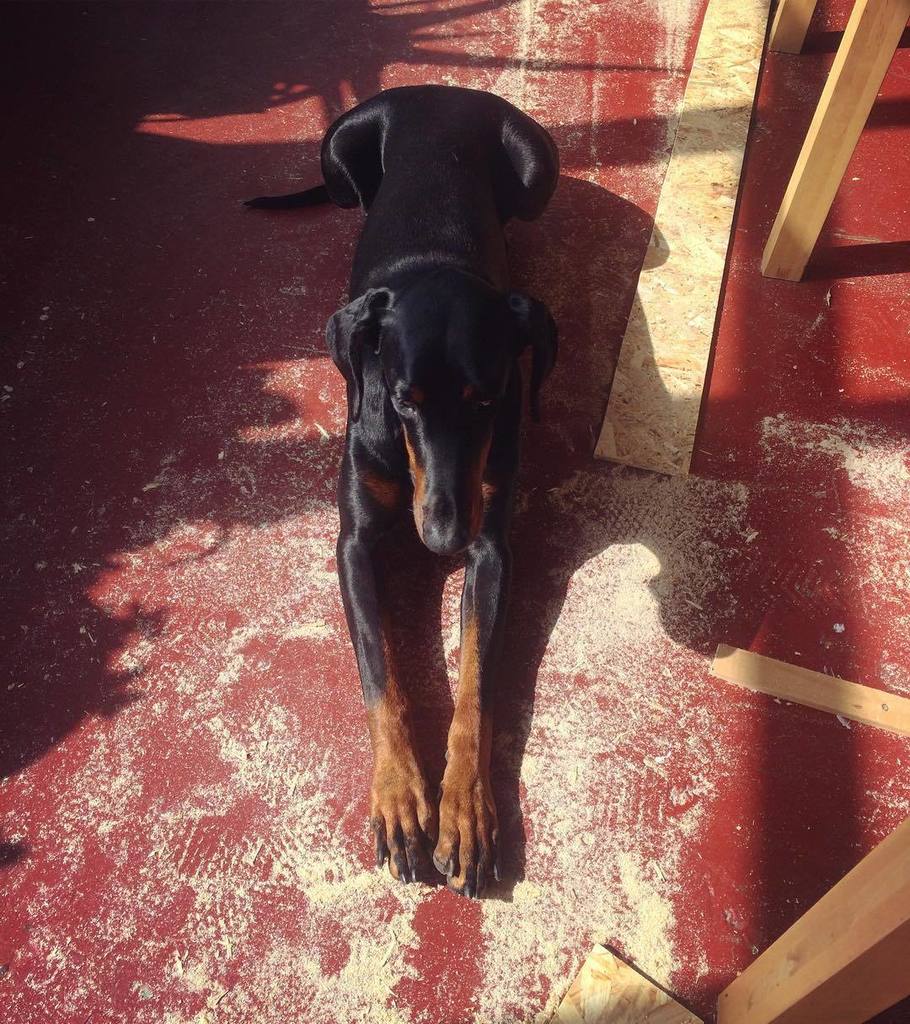 Tola, la Doberman carpintera! #dog #tola #doberman ift.tt/2mIGTLH