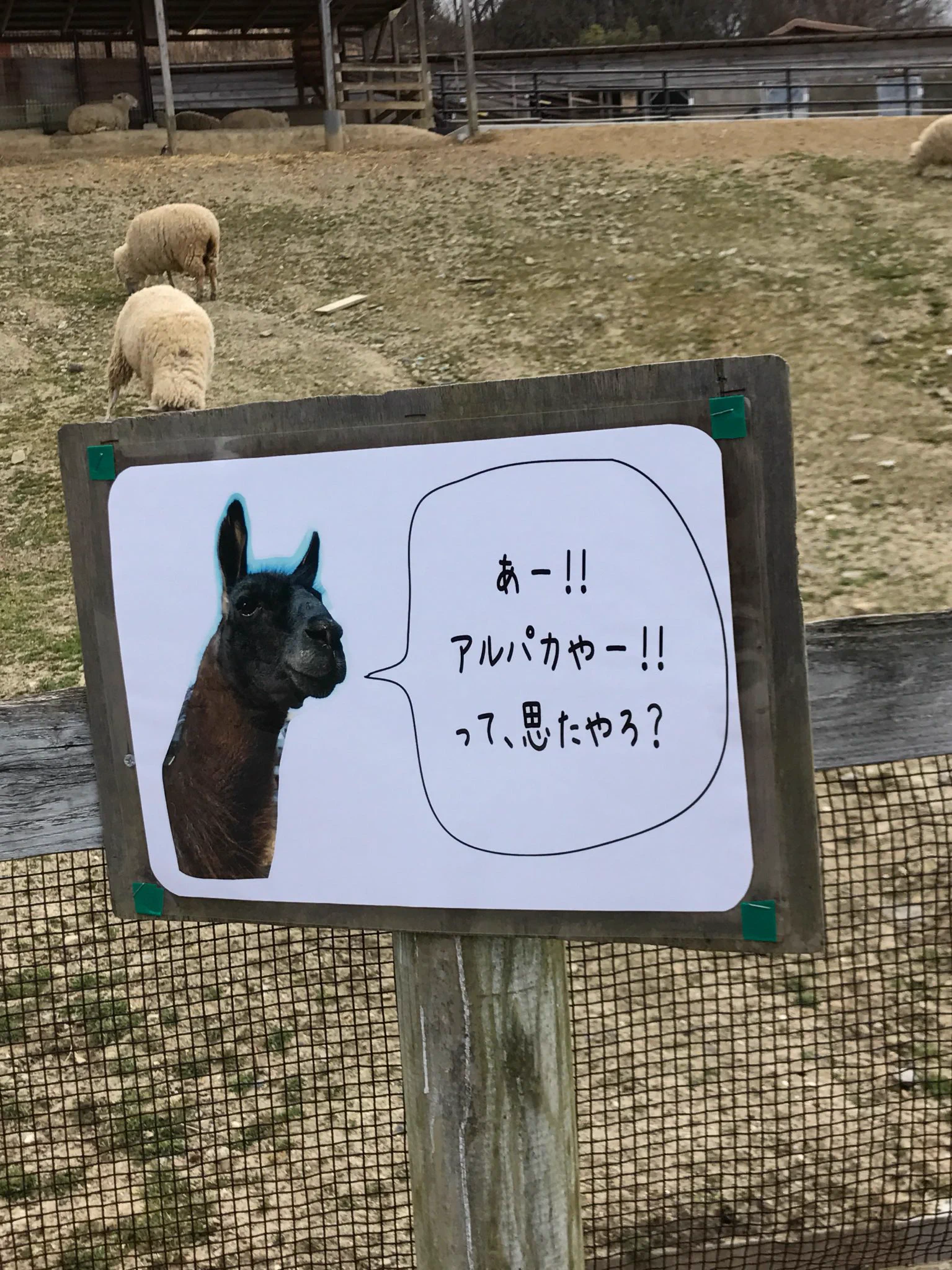 意外と見分けがつかない？アルパカだと思って近づいた動物の正体は･･･www