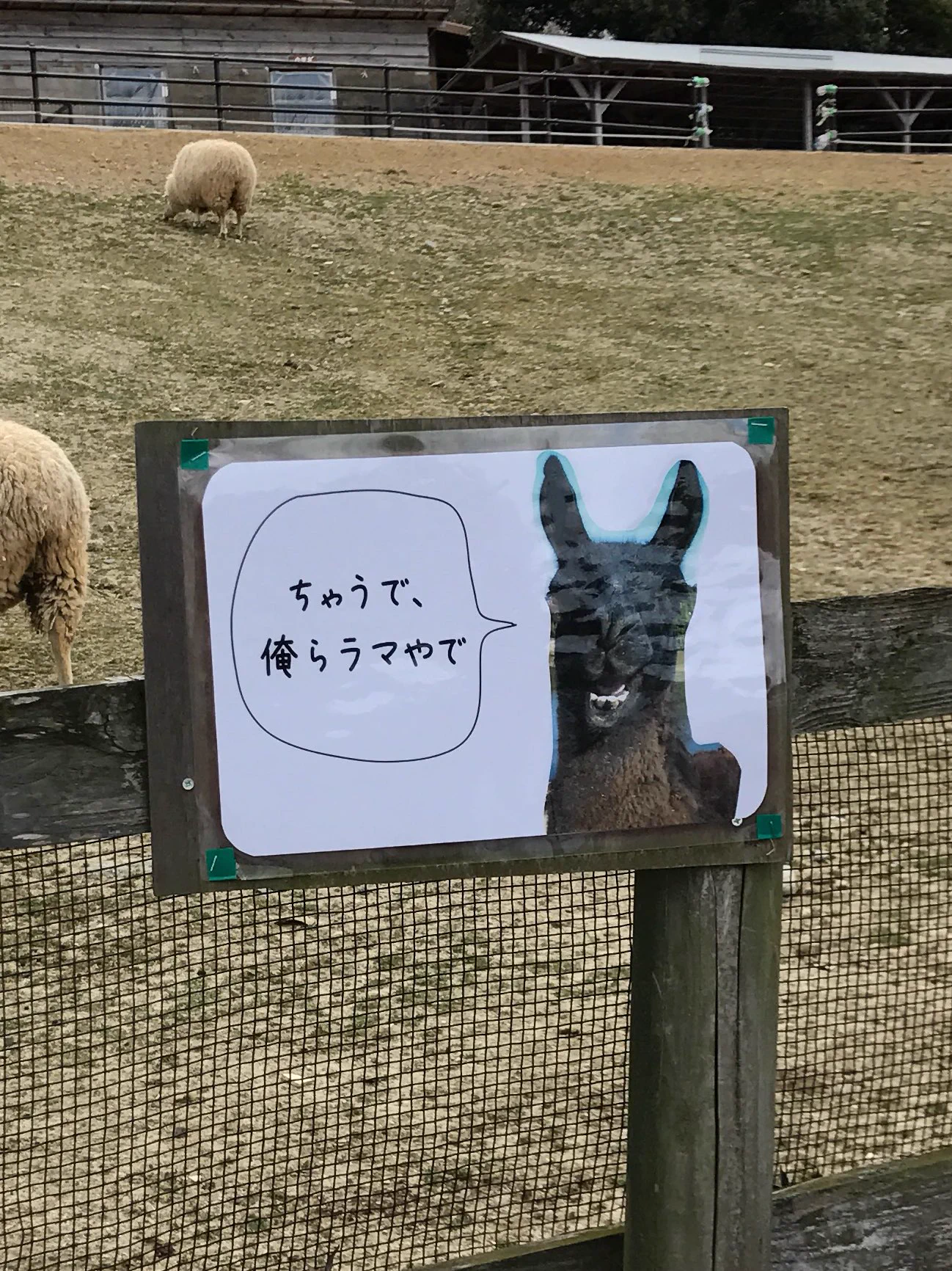 意外と見分けがつかない？アルパカだと思って近づいた動物の正体は･･･www