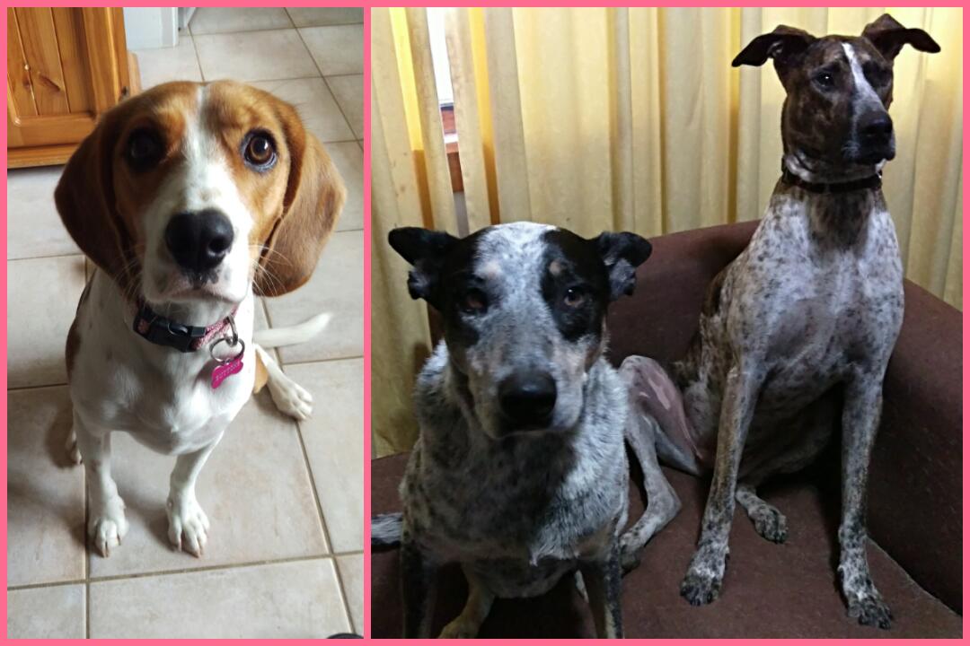 MarciaDavey's tweet photo. Wednesday wrap-up #placetraining #beaglier #mixedbreed #dogtraining #dogbehaviour #pawsonaltrainer #pawsonality
https://t.co/85AlJlo1dV https://t.co/wcsbZ0lpA9