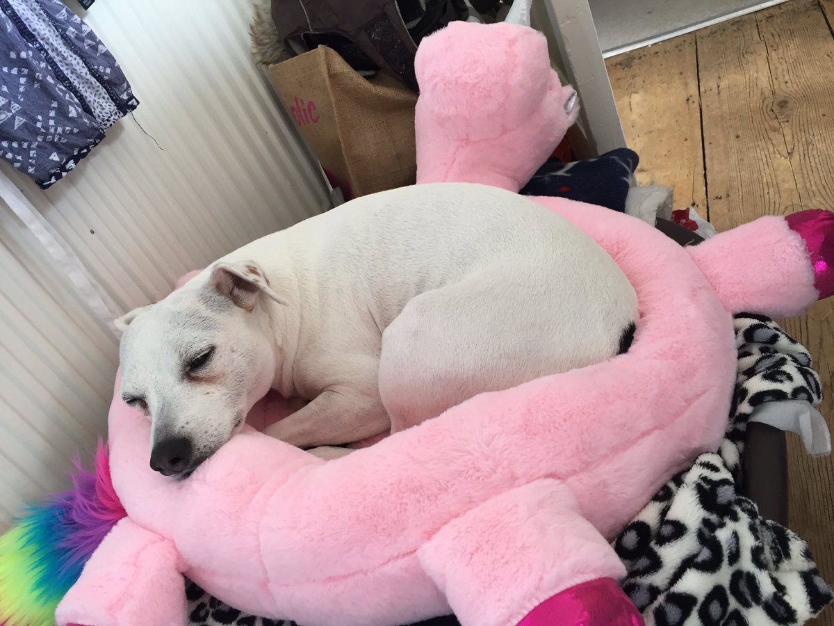 ChelsMFeeney's tweet photo. @bmstores  oh she loves her unicorn bed 🦄😍🌸 https://t.co/rvv042PEPu
