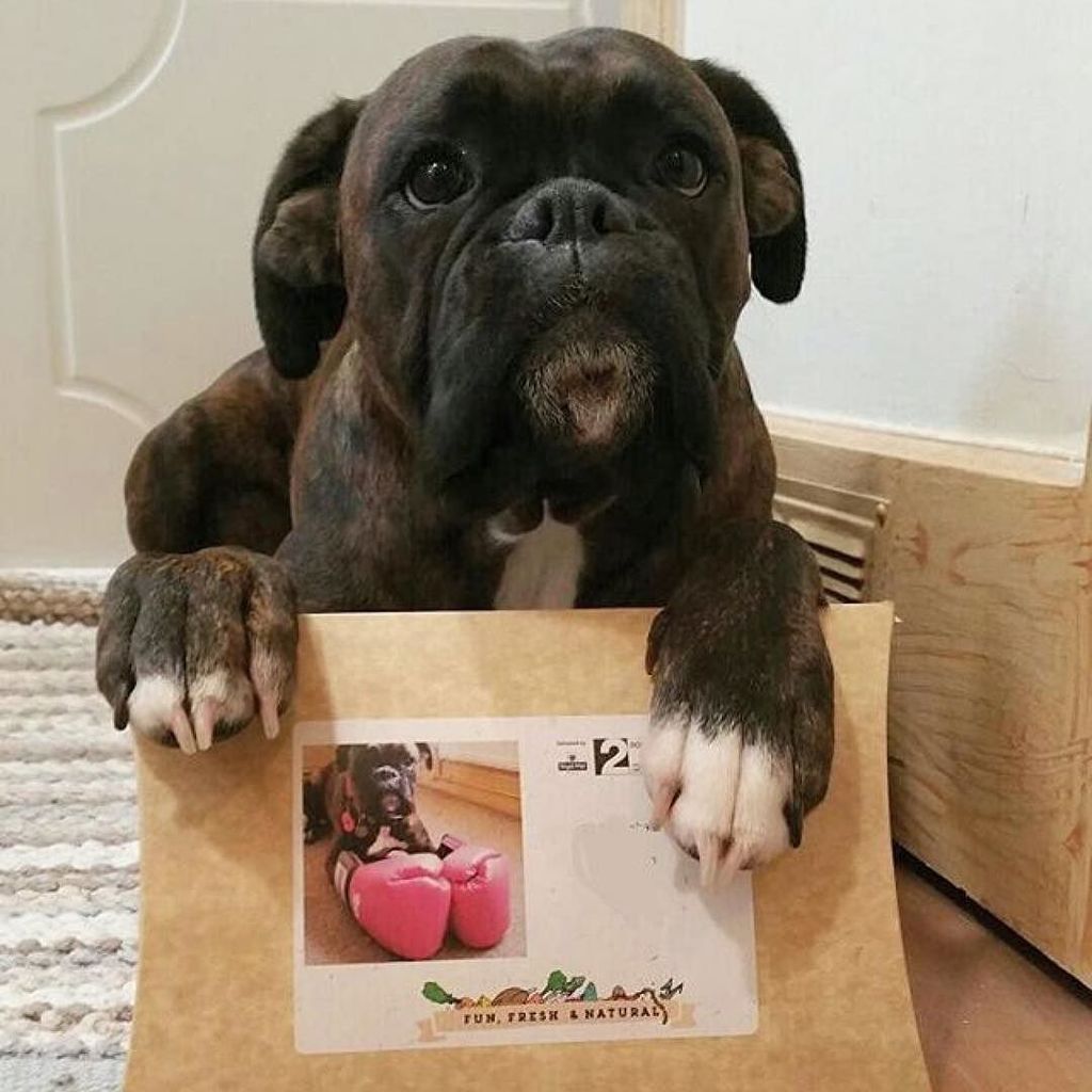 TopCollar's tweet photo. When happiness is a box of treats with me on the front! ❤️🐶
Get your dog a #happybox and v… https://t.co/A1zbCKWg7a https://t.co/UBKd93fbvL