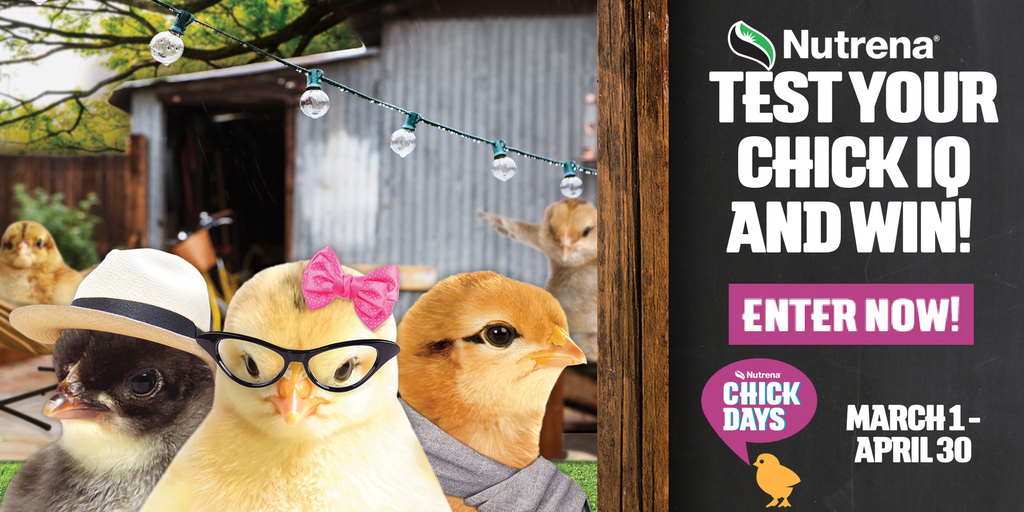 What is your chick IQ score? Take this quiz from Nutrena to win cool prizes! #nutrena #chicks #eriksongrain pbxx.it/9E3bqr