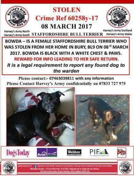 Harveysarmy1's tweet image. STOLEN #SBT from #Bury @HunnyJax @sampauk_ @NWDogRescue @McrDogsHome @DogsMonthly @missingpetlinks @SBTKennel @SeniorStaffy @Andy4Wildlife
