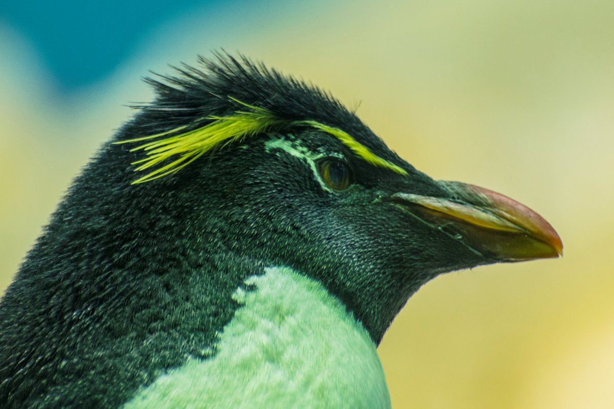 Pick up a Penguin or 2,3, 4, thousand? Join 40,000 penguinologists and spot what's going on with Oxford's penguinwatch.org