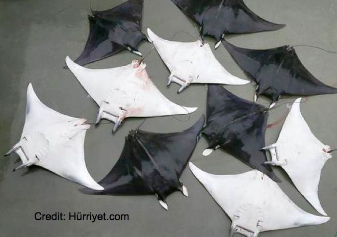 SharkAdvocates's tweet photo. We need answers &amp; action after 30 Endangered Giant Devil Rays were landed in Turkey. Joint Press Release: https://t.co/aSOcz5eBmZ https://t.co/Sd2PykVOel