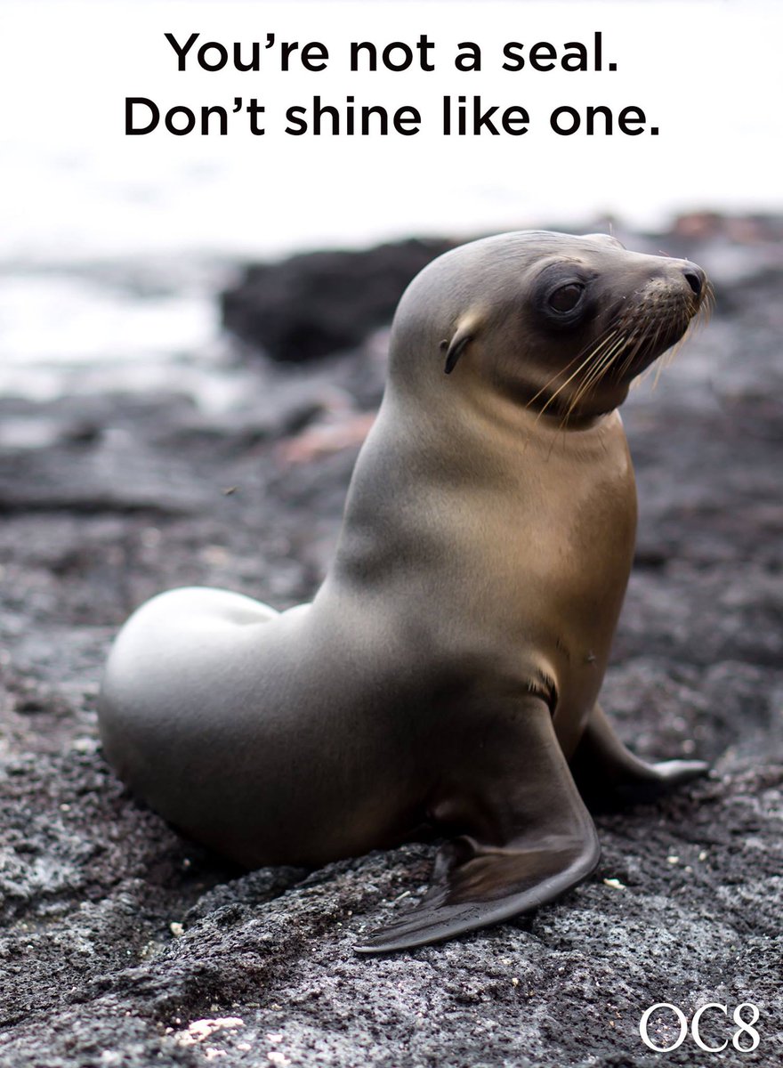 OC8Gel's tweet photo. Seals are cute when they're shiny. You're probably not. #OC8 #ShineControl #makeup https://t.co/PcsCHzrcmc