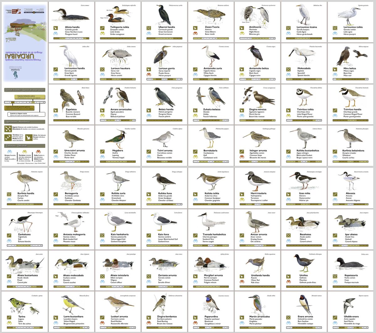 BusturiaTurismo's tweet photo. Hezeguneetako hegaztien minigida honetan, aurkituko duzue Urdaibaitik pasatzen diren hegaztiak. PDF-n, UBC web orrialdean. #birdcenter.org https://t.co/r7d9WHVaYY