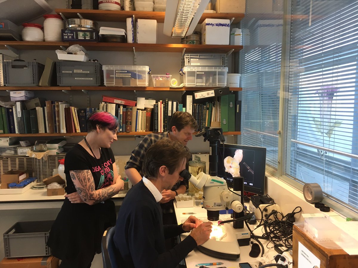 Is this a new species of bone-eating worm #Osedax ? #WormWednesday w @helena_wiklund <a href="/10Tackles/">Amy Scott-Murray</a> &amp; Alan Jamieson