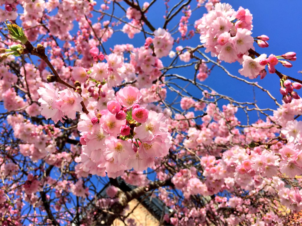 𝖸𝗈 𝖮𝗄𝖺𝖽𝖺 בטוויטר この時期のロンドンは桜にそっくりなアーモンドの花も咲いているので大変紛らわしい 見分け方 はアーモンドの花は直接枝から咲き 桜の花には花と枝の間にある花丙 かへい が長いこと
