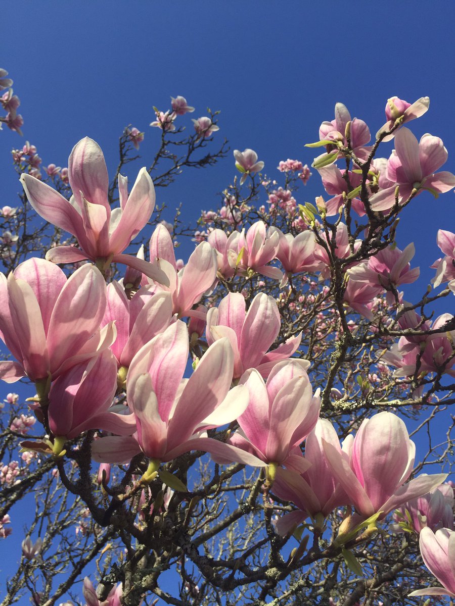 celinegllm's tweet photo. On profite du beau temps ! ☀️🌸 #magnoliasforever #sudouest #summeriscoming #arcachon #sunnyday https://t.co/F2IbkSuA5s