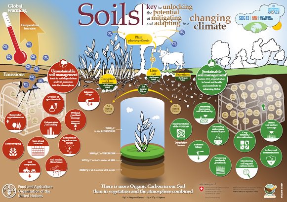 FAOclimate's tweet photo. Sustainable #Soil Management (SSM) techniques can play a role in #climatechange #adaptation &amp; #mitigation https://t.co/h0vpWMsmEr. #UNFAO https://t.co/RiEu623kVK