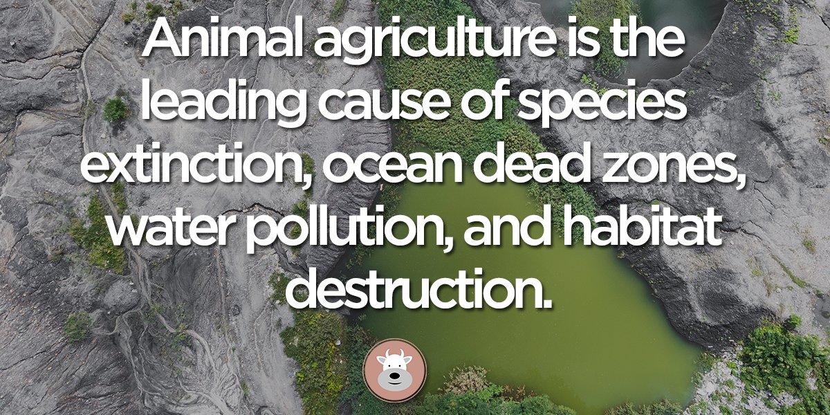 meatnoeat's tweet photo. And when will animal agriculture stop? When there is no more space on earth? 😤🤔🌍 https://t.co/1pkNVnGQeQ