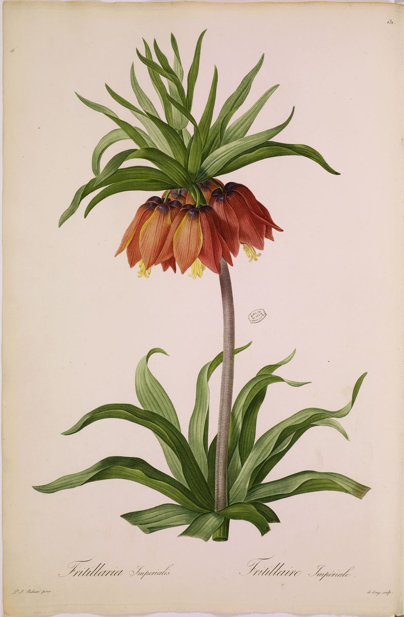 PLCommunication's tweet image. [Revue de presse]
Le pouvoir des fleurs s'expose au @MVRParis avec un florilège de P.J. Redouté

connaissancedesarts.com/evenement/pier… via @Cdesarts