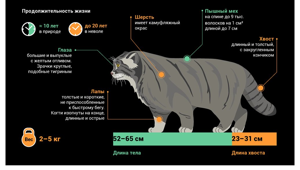 Размер домашней кошки. Кот Манул ареал обитания. Манул ареал обитания в России. Ареал обитания манула на карте. Ареал обитания манула в России на карте.