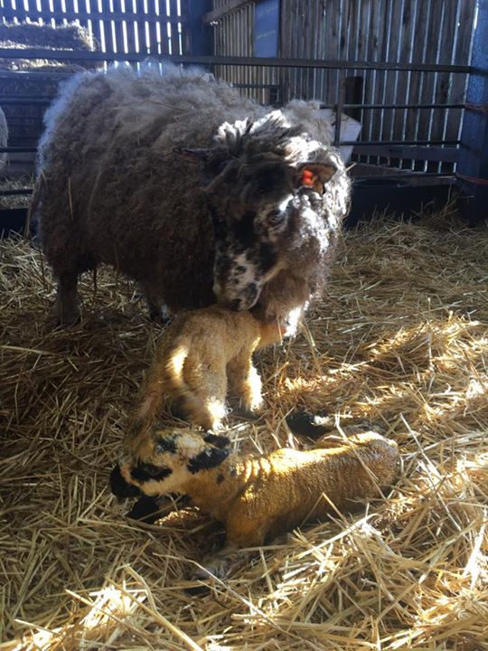 New lambs born to Maggie. Altogether now ... ahhhh!