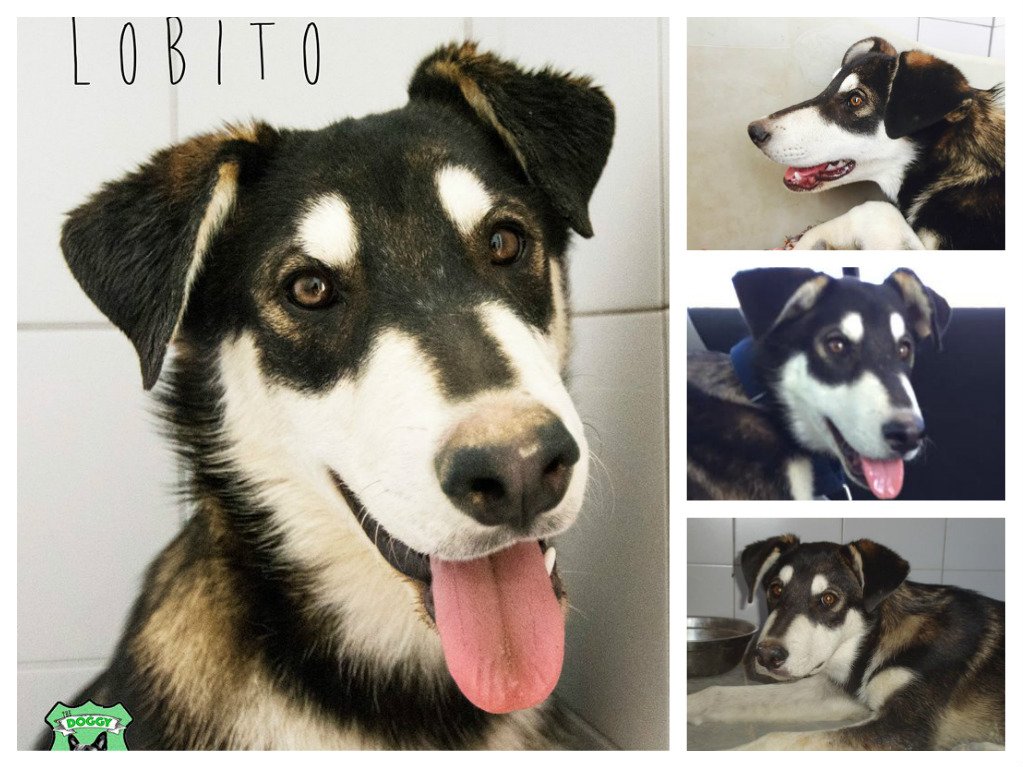 NuevaVidaAdop's tweet photo. MADRID
LOBITO Xhusky 10meses
ABANDONADO n el campo
Dulce,necesita coger confianza
#madrid #adoptanocompres #adopcion
facenuevavida@gmail.com https://t.co/1dnor7zIJO