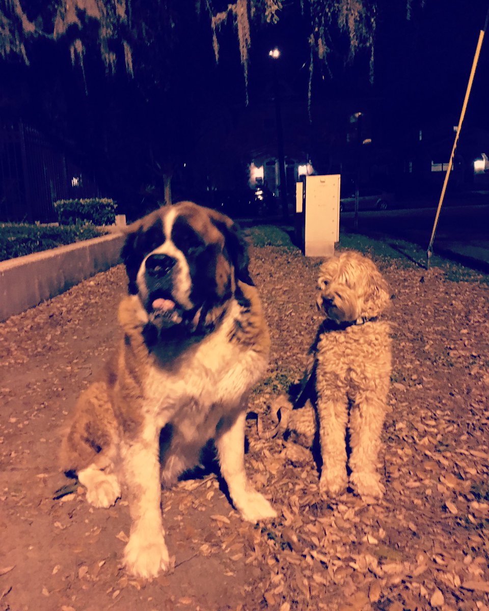 Steered clear of the Senate this #IdesofMarch and enjoyed a nice early morning walk in Tampa with my pal Posey instead!