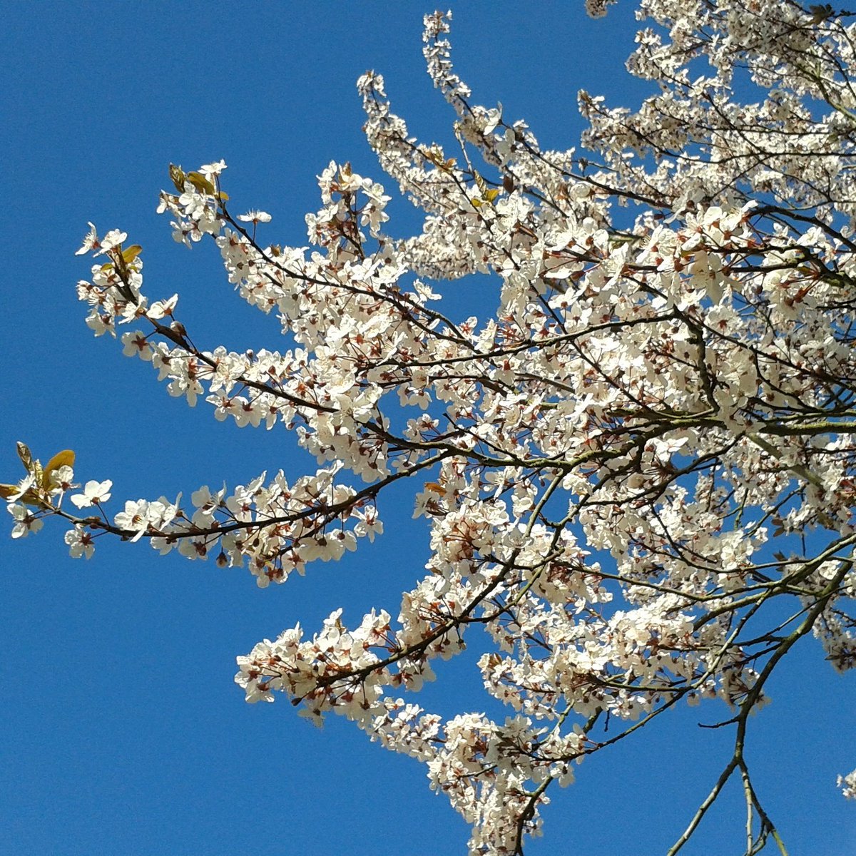 This is how blue the sky is today in Liddington Wiltshire and sweet scented blossom too