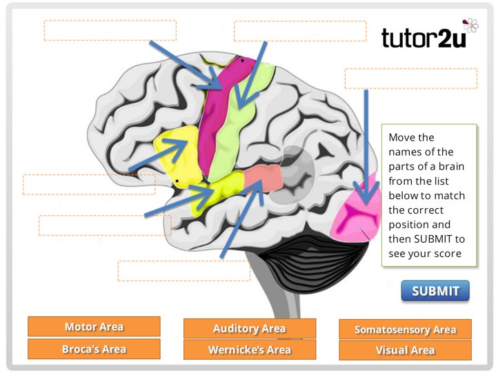 tutor2u Psychology tweet media