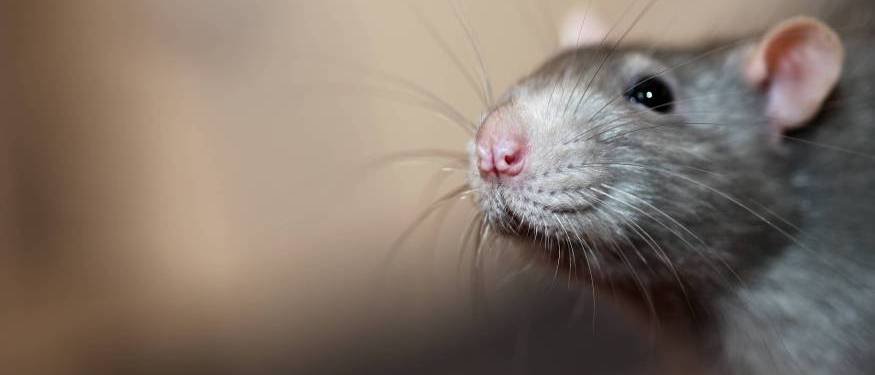 RentokilUK's tweet photo. Rats urine &amp; droppings contain pathogens which transmit diseases such as Weil’s disease &amp; Salmonellosis - https://t.co/dkU3lEA8u5 https://t.co/I29ynuX7kI