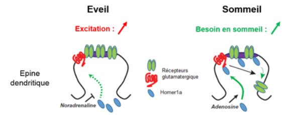 PeppeGanga's tweet photo. Et si le sommeil nous aidait à faire le tri dans nos souvenirs? https://t.co/5NE4TIFLxL à lire dans #CNRSleJournal #BlogNeurosciences https://t.co/oUTVXgQFj1