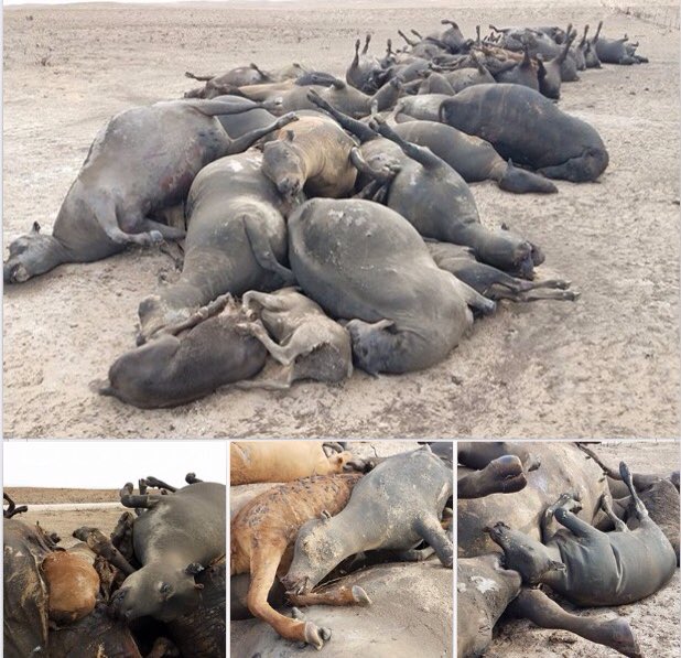 Umrebkelly's tweet photo. Dear @realDonaldTrump, please don't forget about the ranchers devasted by the tx/ok fires..they need you. https://t.co/0XX1yq9nWy
