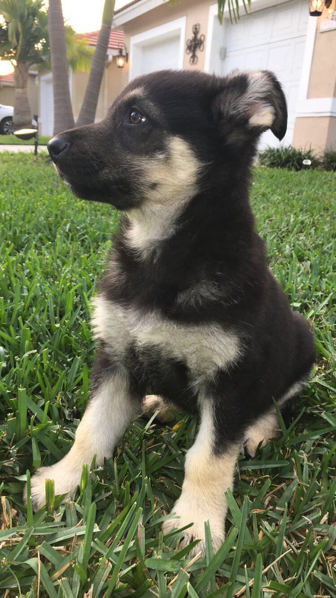 Welcome home Jax🐶❤️